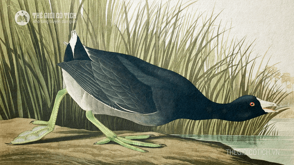 Sự tích chim cuốc