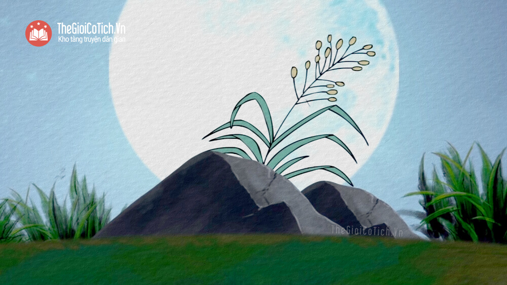 Nhấn vào ảnh để phóng to Sự tích hoa Cỏ May