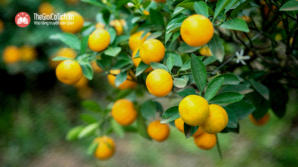 Sự tích cây Quất