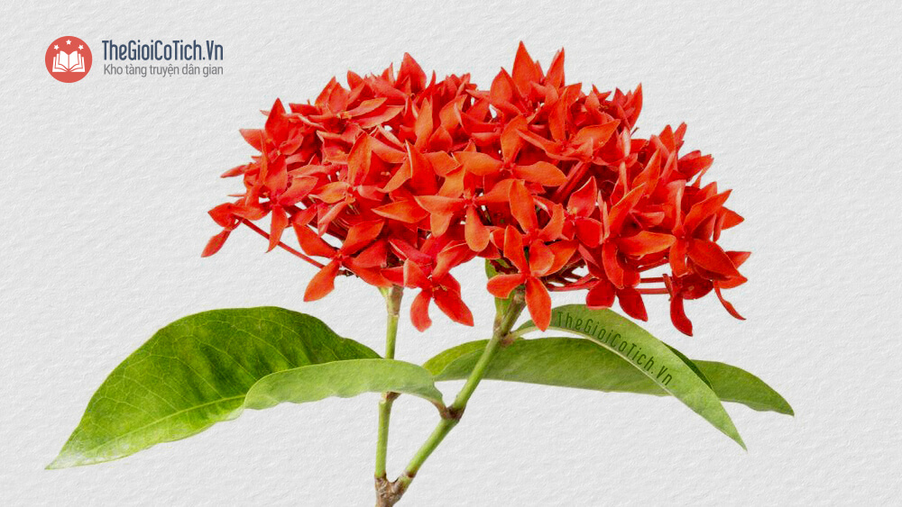 Nhấn vào ảnh để phóng to Truyện sự tích hoa Mẫu Đơn